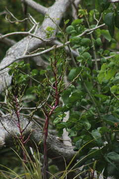 Tillandsia limbata Schltdl.的圖片