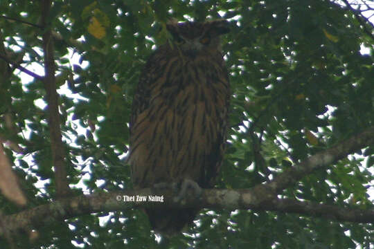 Image of Tawny Fish Owl