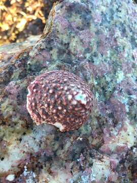 Image of Pacific white cap limpet