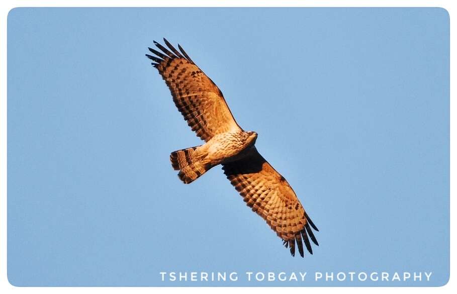 Image of Barred honey buzzard