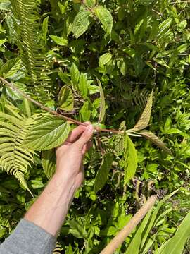 Image of Hawai'i false nettle