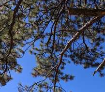 Image of ponderosa pine