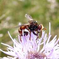 Image of Sicus ferrugineus (Linnaeus 1761)