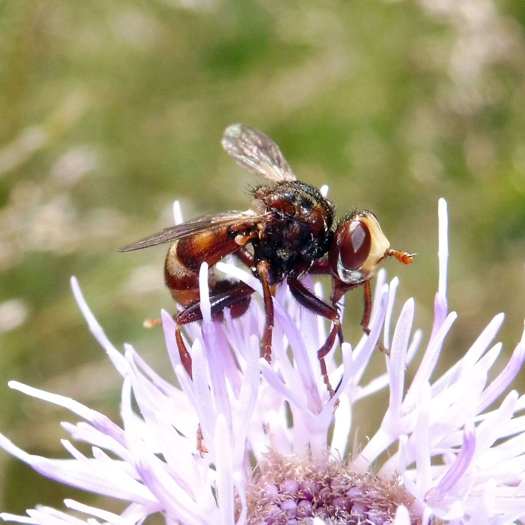 Image of Sicus ferrugineus (Linnaeus 1761)