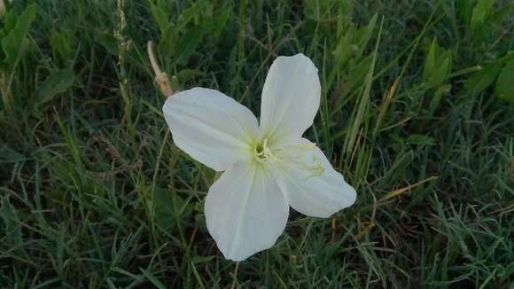 Image of <i>Oenothera centaurifolia</i>