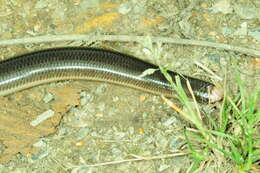 Image of Reticulate Worm Snake