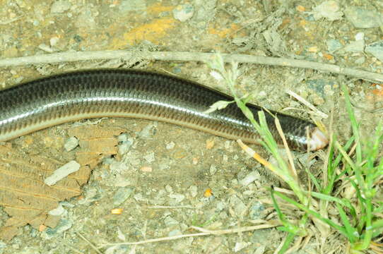 Image of Reticulate Worm Snake