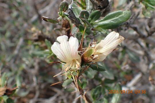 Blepharis capensis (L. fil.) Pers. resmi