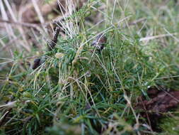 Image of stickystem pearlwort