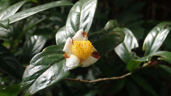 Camellia furfuracea (Merr.) Cohen-Stuart resmi