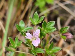 Image of Geranium sibbaldioides subsp. sibbaldioides Benth.