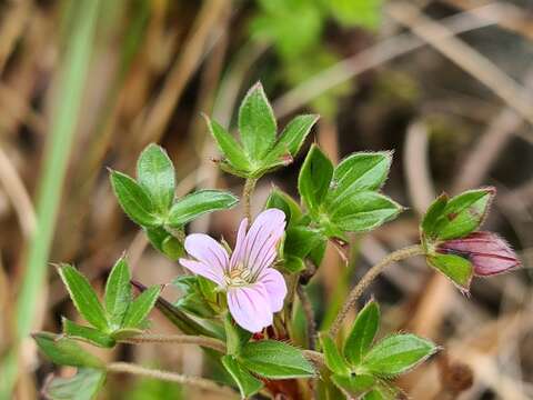 Image of Geranium sibbaldioides Benth.