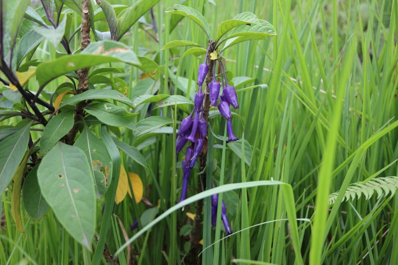 Слика од Iochroma calycina Benth.