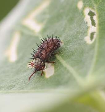 Image of Dicladispa (Dicladispa) pallescens (Guérin-Méneville 1841)