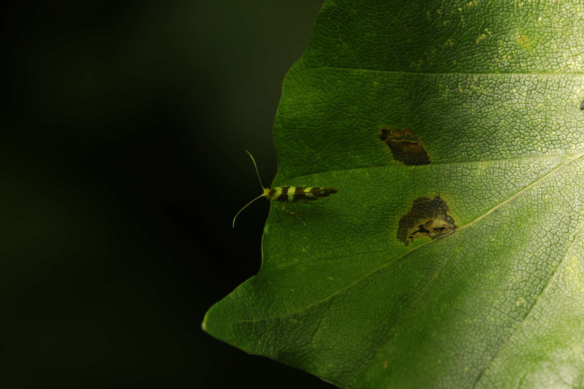 Image of Argyresthia brockeella Hübner 1805