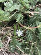 Image of Stellaria longipes subsp. longipes