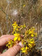 Image de Hypericum perforatum subsp. perforatum