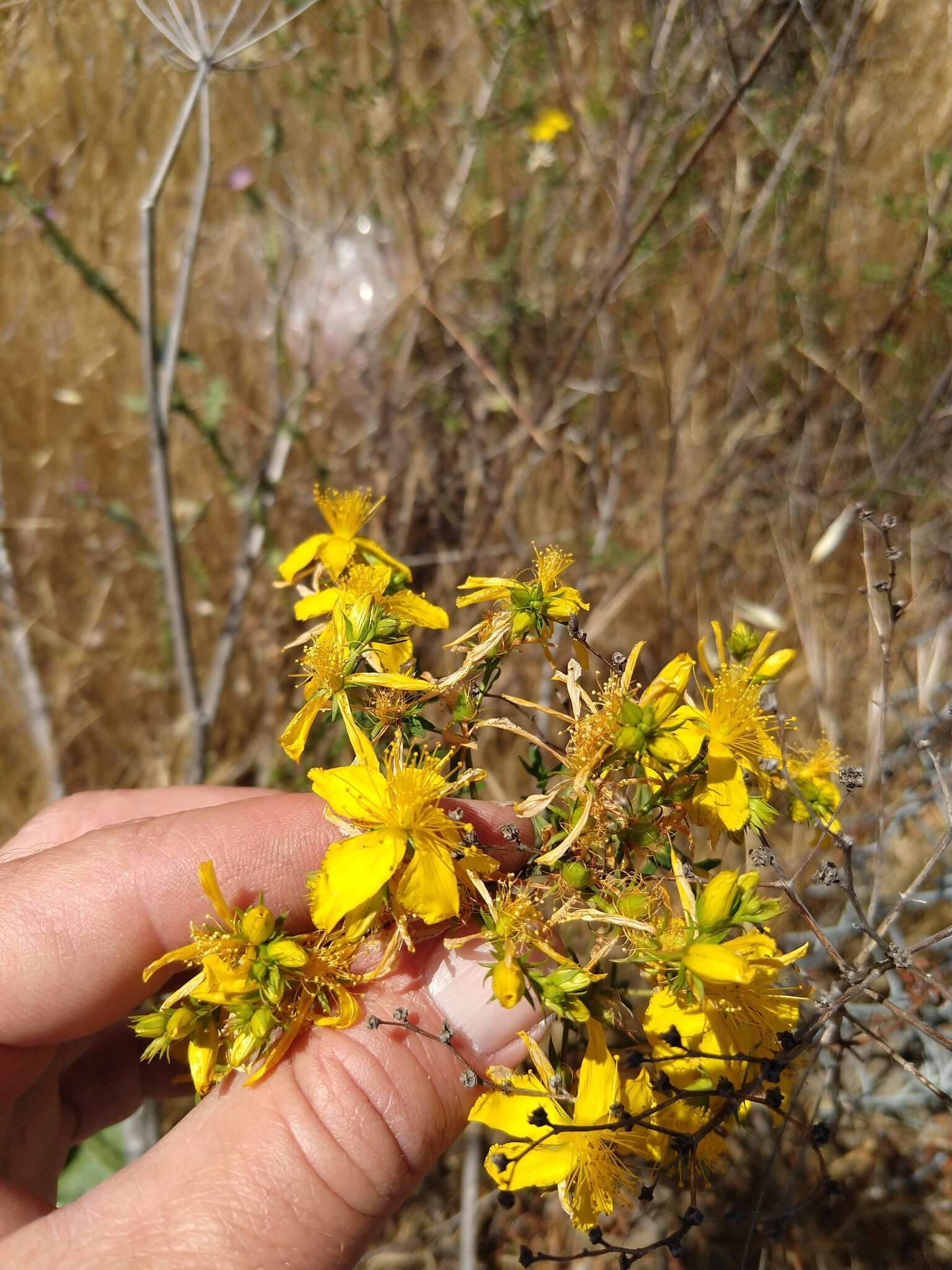 Imagem de Hypericum perforatum subsp. perforatum