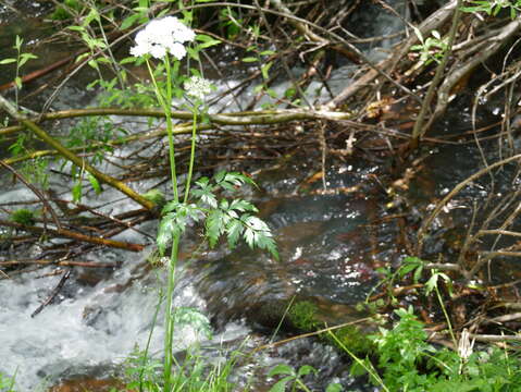 Image of Rocky Mountain hemlockparsley