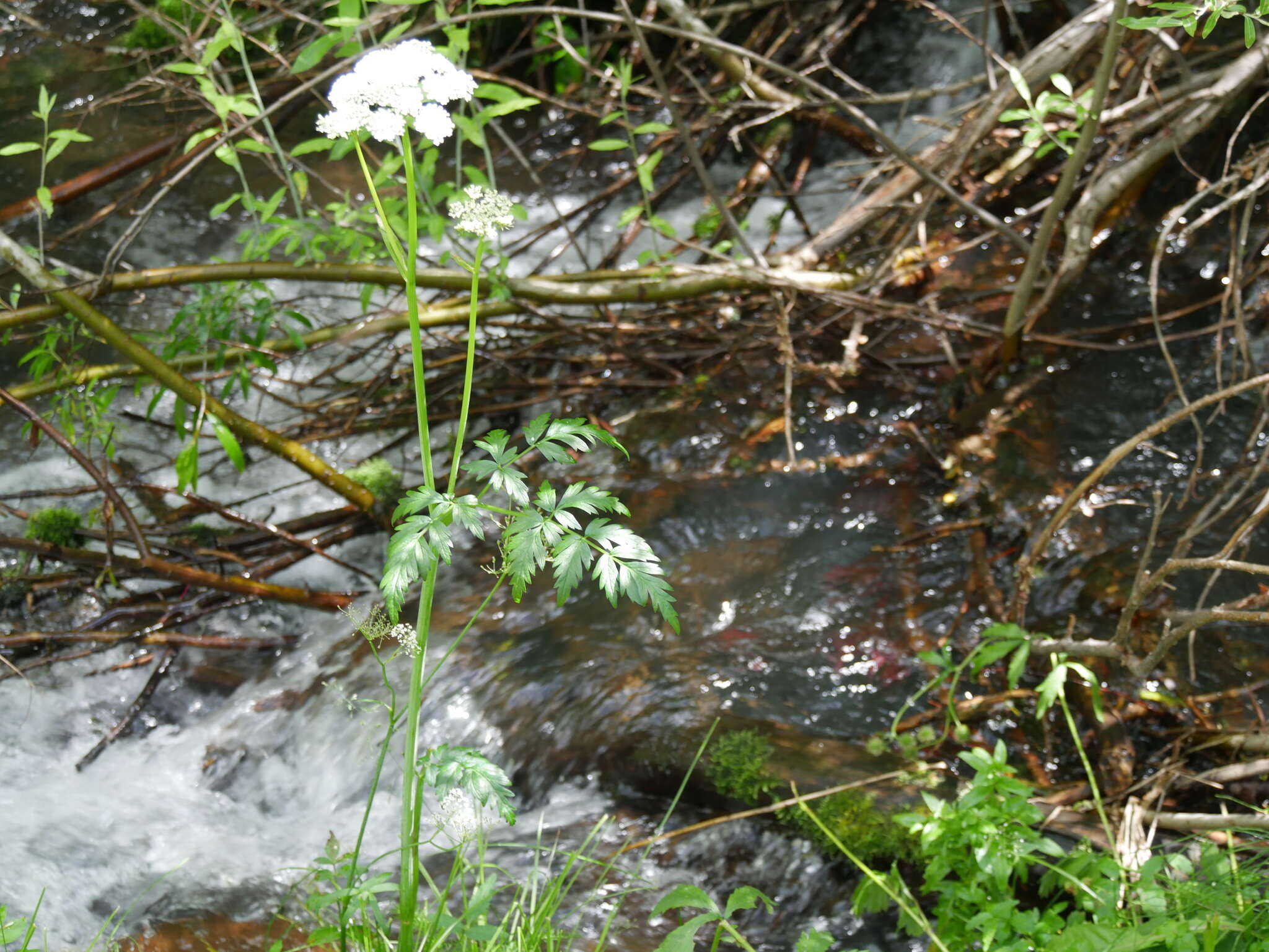 Image of Rocky Mountain hemlockparsley