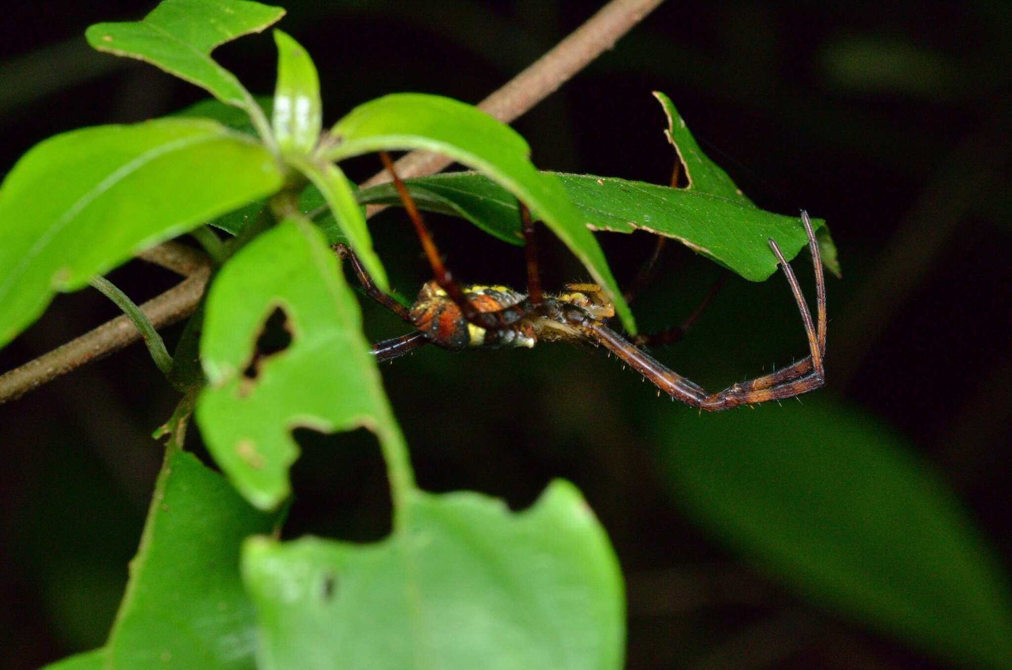 Image of Argiope vietnamensis Ono 2010