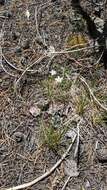 Image of Fendler's sandwort