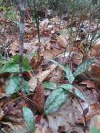 Image of dimpled troutlily