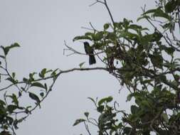 Image de Colibri anaïs