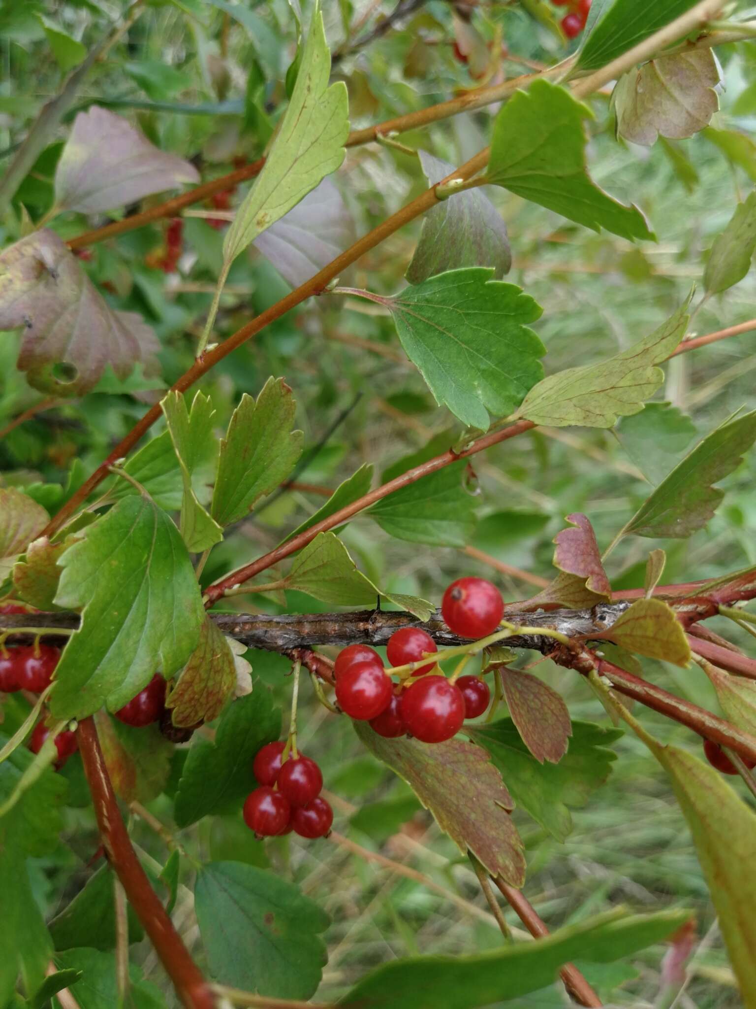 Plancia ëd Ribes diacanthum Pall.