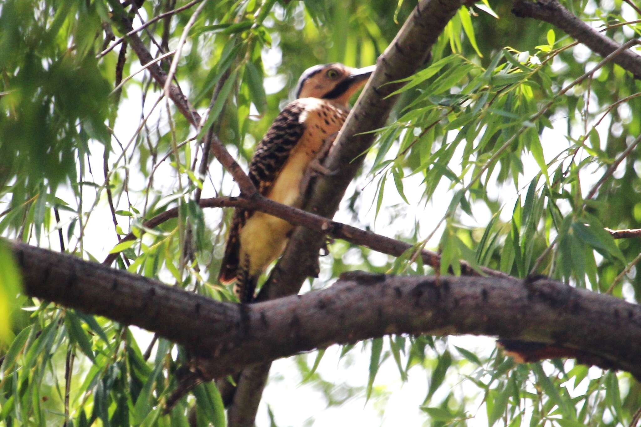 Image of Andean Flicker