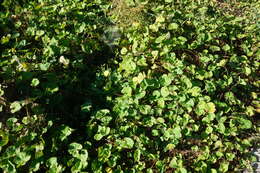 Image of Centella