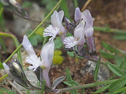 Imagem de Polygala venulosa Sm.