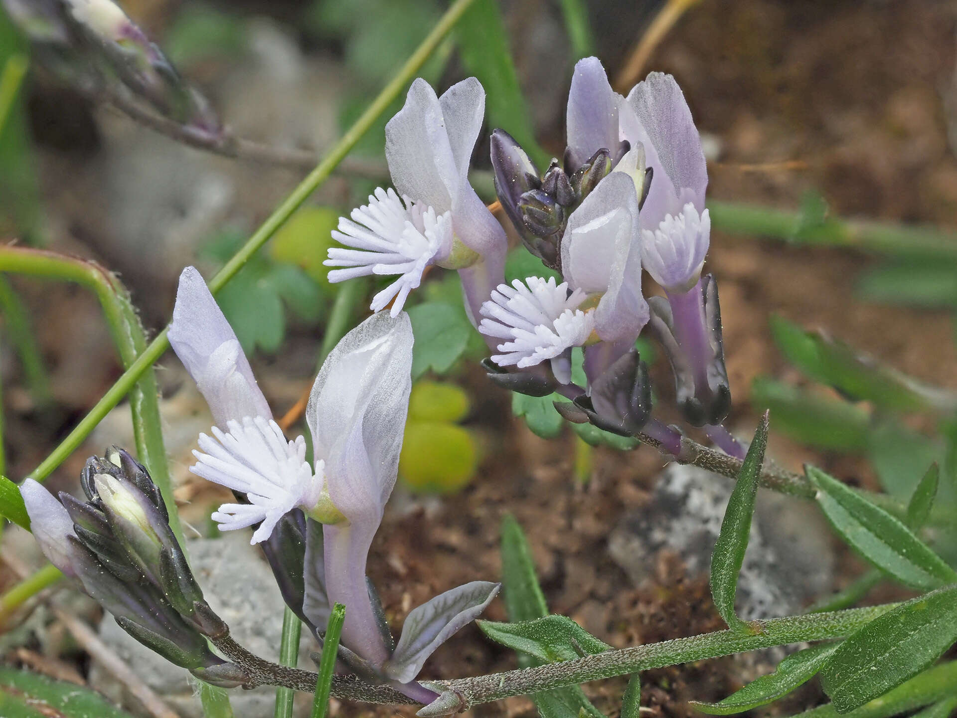 Imagem de Polygala venulosa Sm.