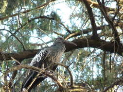 Image of Wattled Ibis