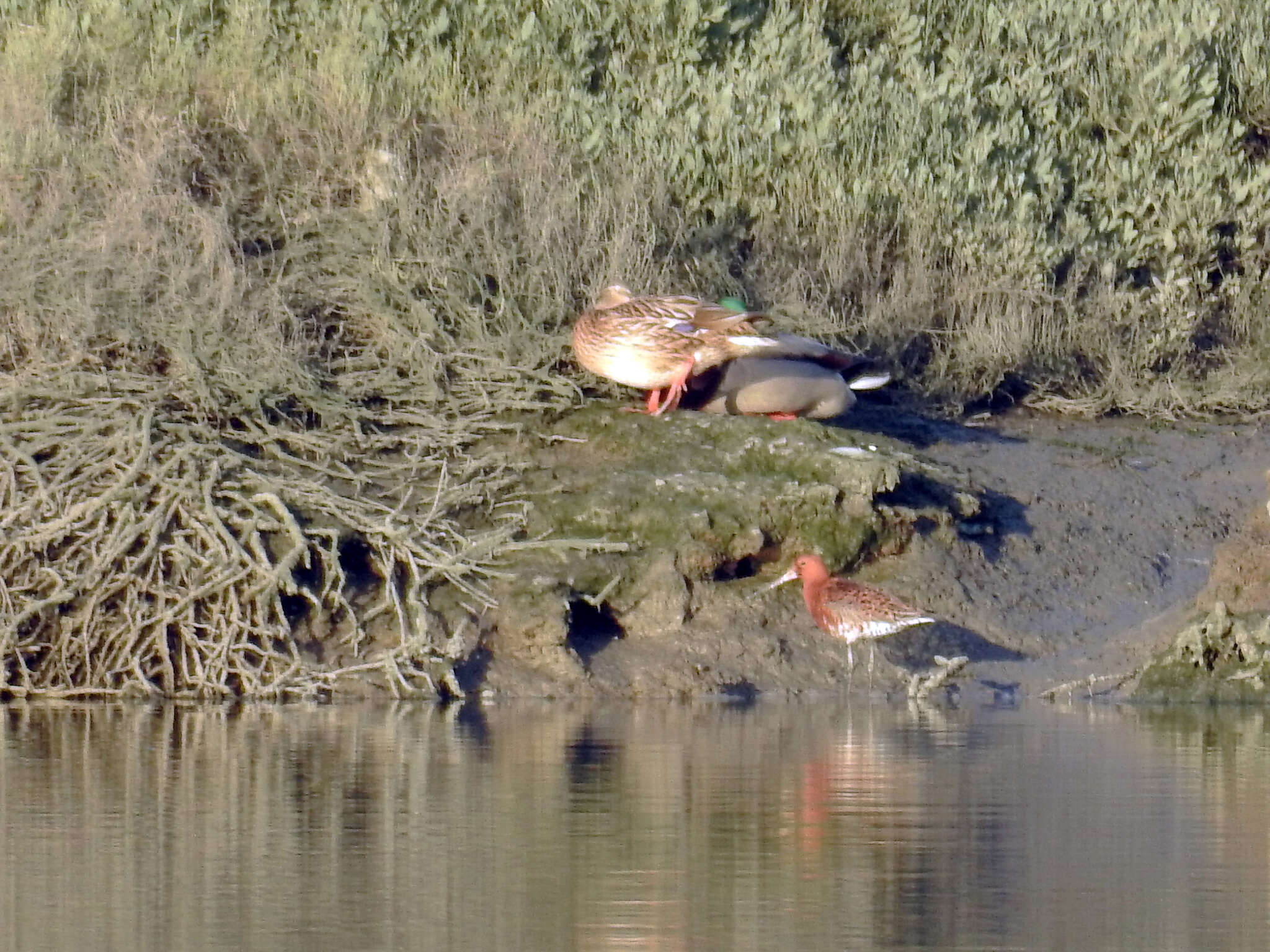 Image of Limosa limosa islandica Brehm & CL 1831