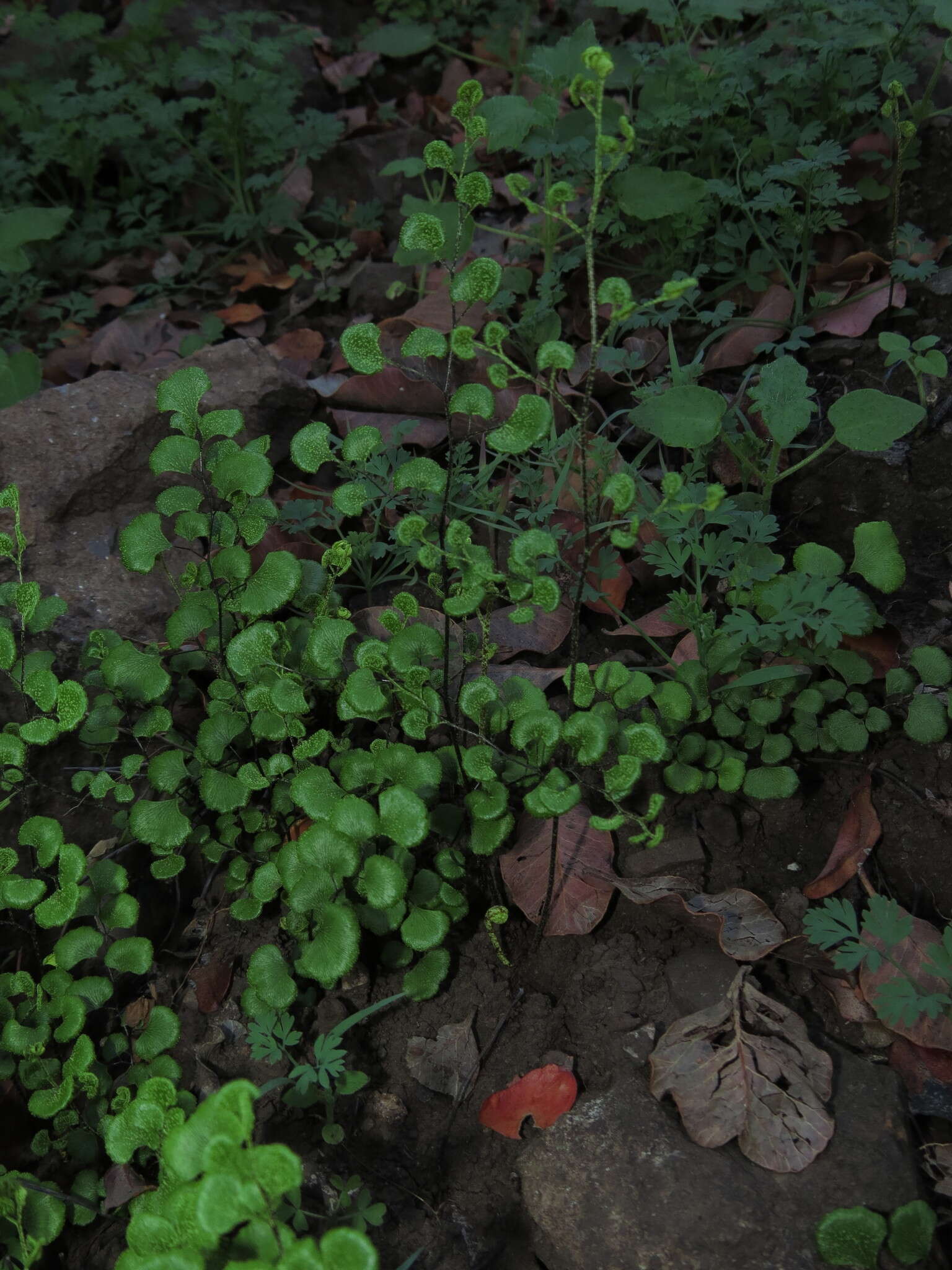 Image of Adiantum chilense var. sulphureum (Kaulf.) Giudice