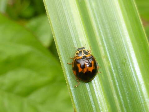 Слика од Harmonia conformis (Boisduval 1835)