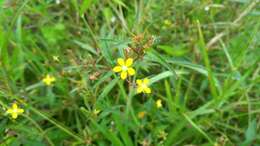 صورة Ludwigia erecta (L.) Hara