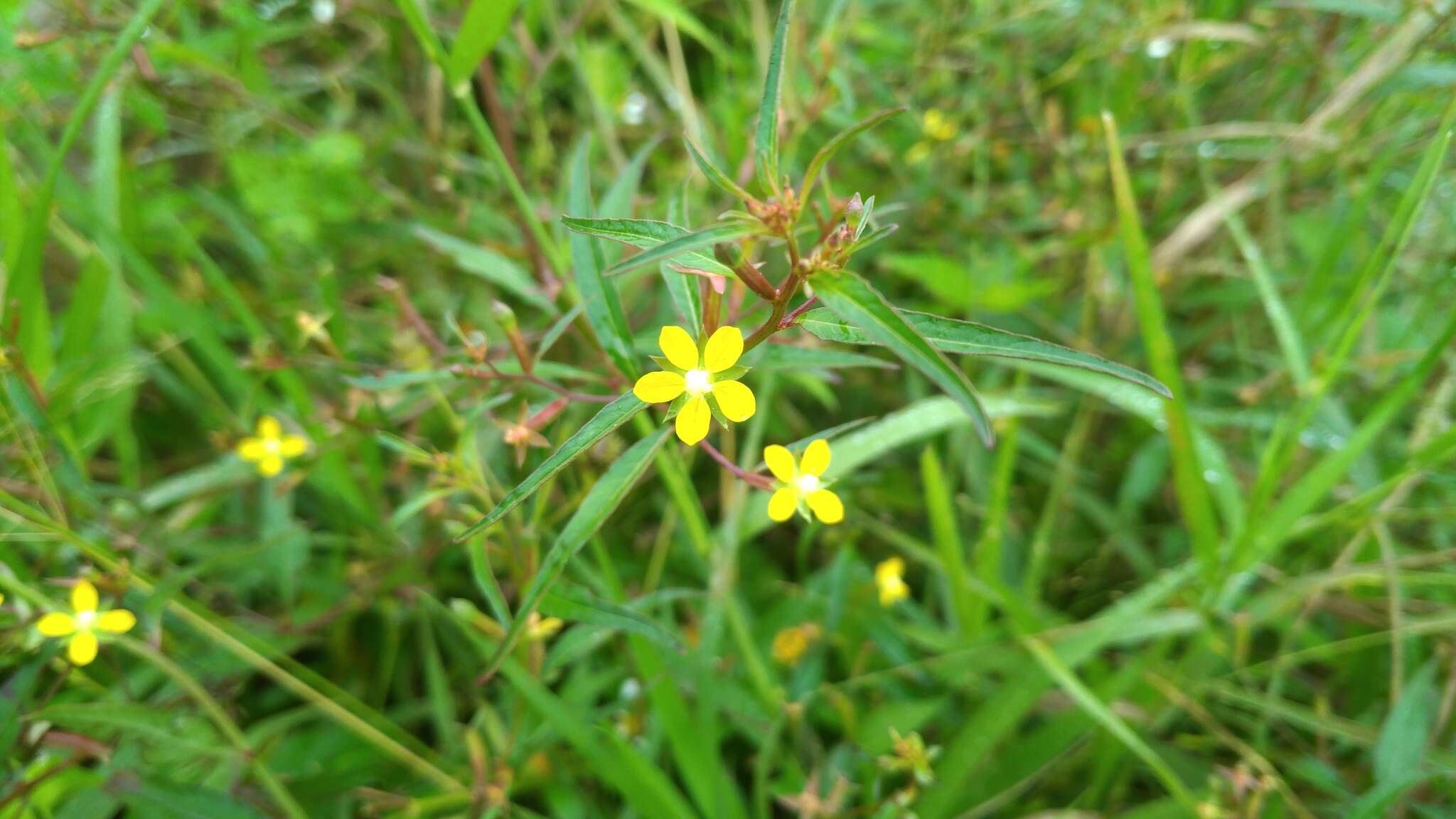 Image of Yerba-de-Jicotea