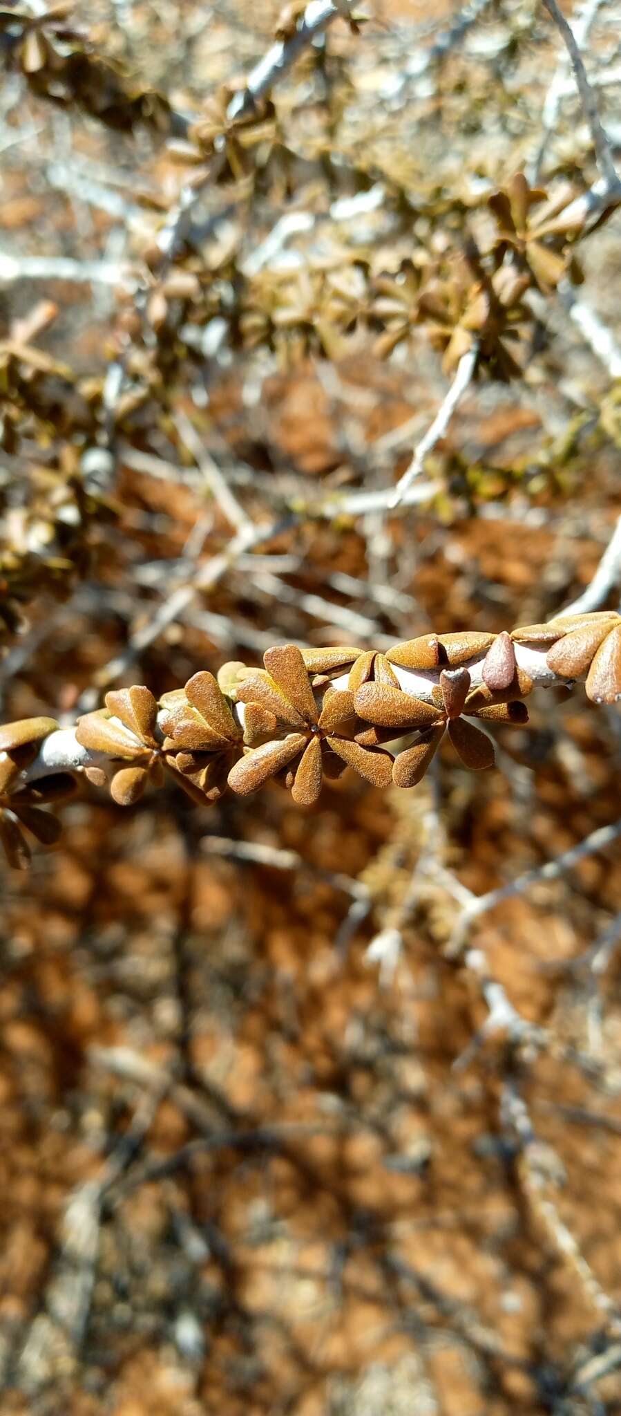 Sivun Diospyros manampetsae H. Perrier kuva