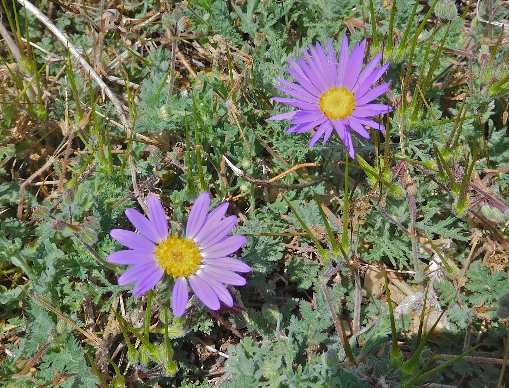 Image of tanseyleaf tansyaster