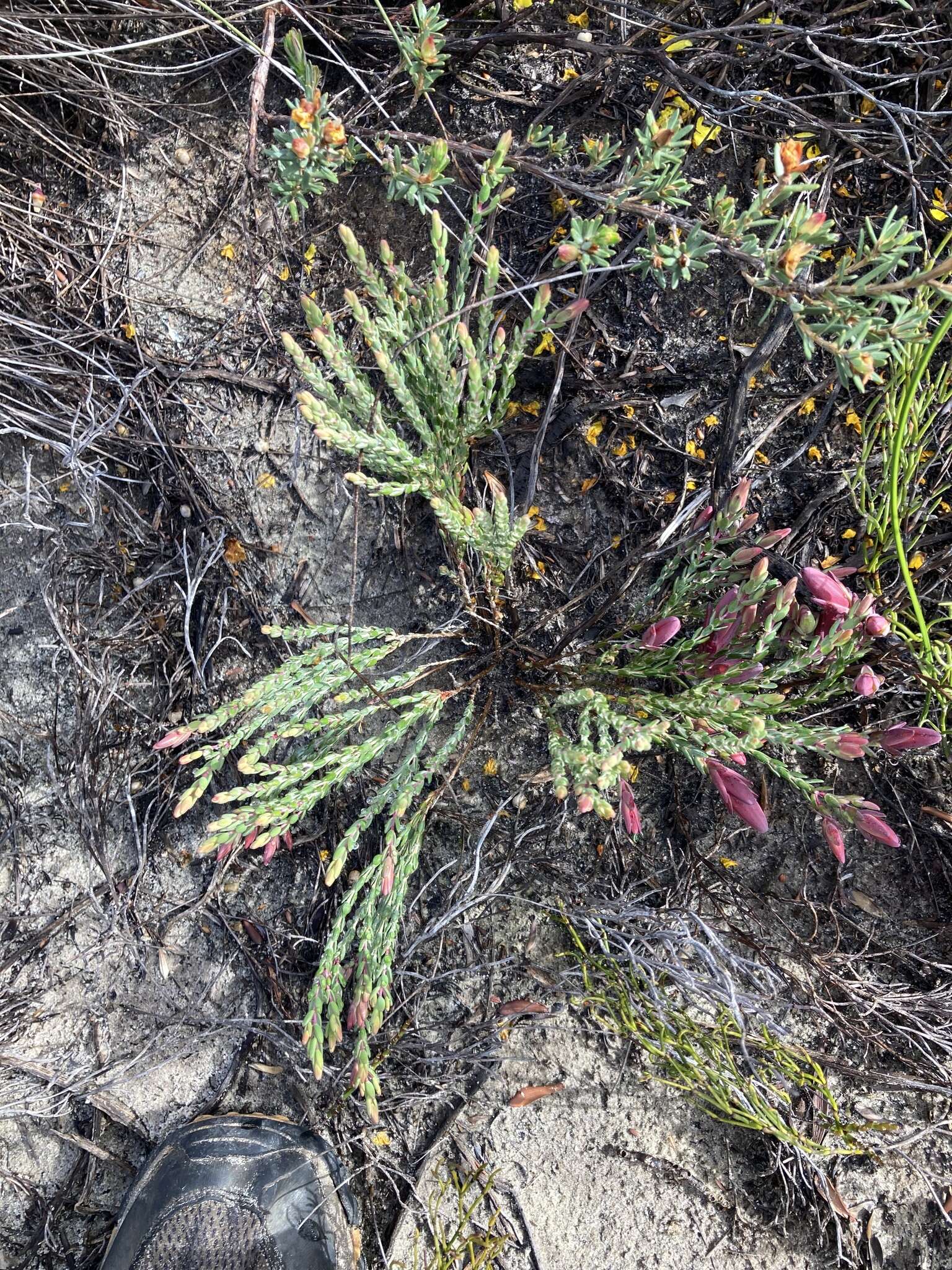 Image of Darwinia speciosa (Meissner) Benth.