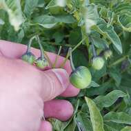 Image of Solanum etuberosum Lindl.