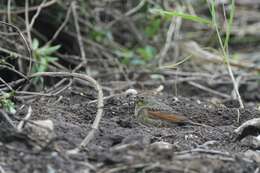 Plancia ëd Emberiza lathami Gray & JE 1831