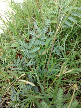 Desmanthus acuminatus Benth. resmi