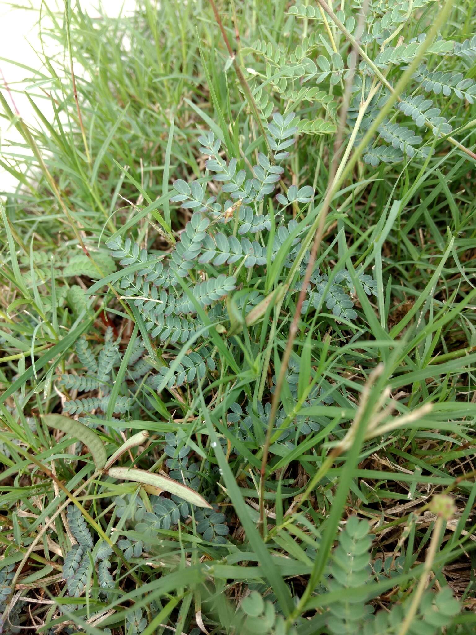 Desmanthus acuminatus Benth. resmi