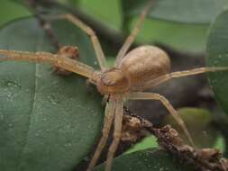 Image of Philodromus rufus Walckenaer 1826