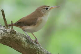 Слика од Troglodytes aedon mesoleucus (Sclater & PL 1876)