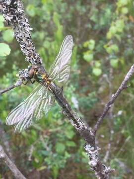 Image of northern emerald