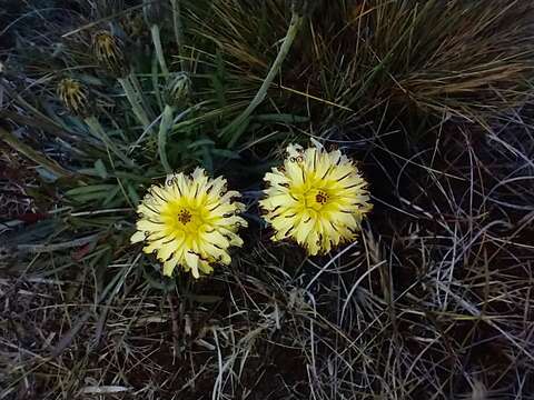 Image of Hypochaeris incana (Hook. & Arn.) Macloskie